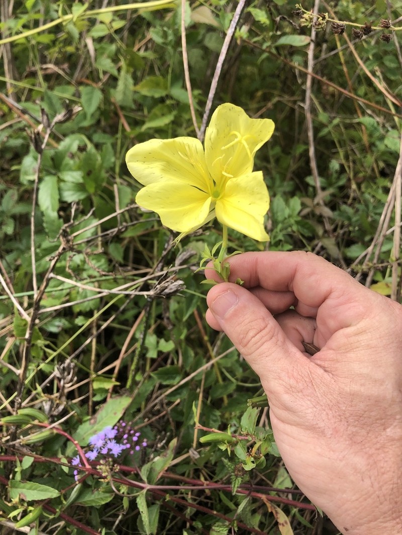 Largeflower Evening Primrose photo 2