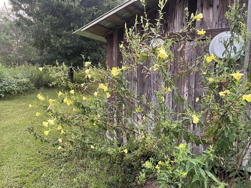 Largeflower Evening Primrose photo 3