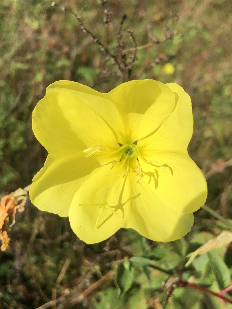 Largeflower Evening Primrose photo 4