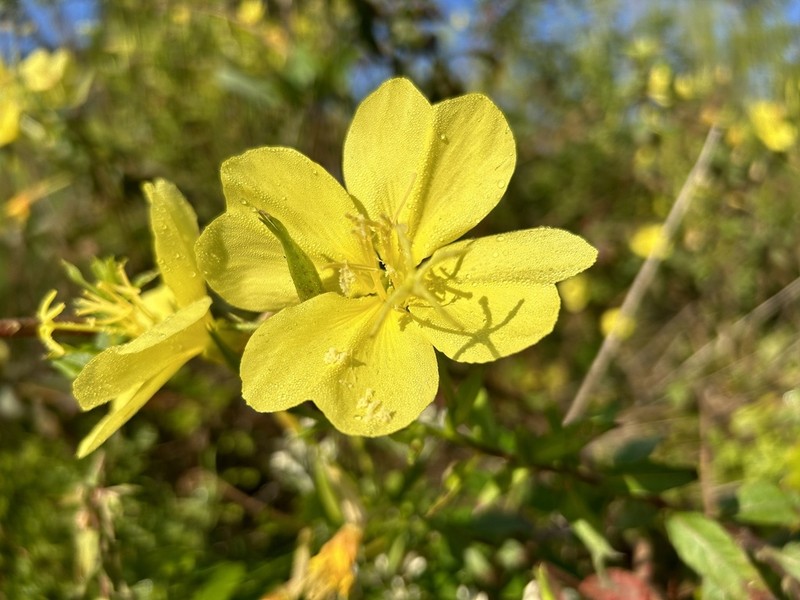 Largeflower Evening Primrose photo 5