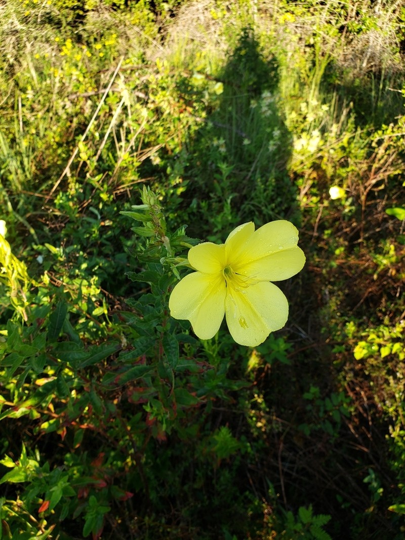 Largeflower Evening Primrose photo 6