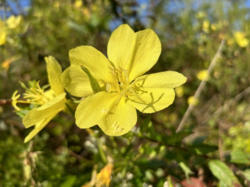 Largeflower Evening Primrose photo 7