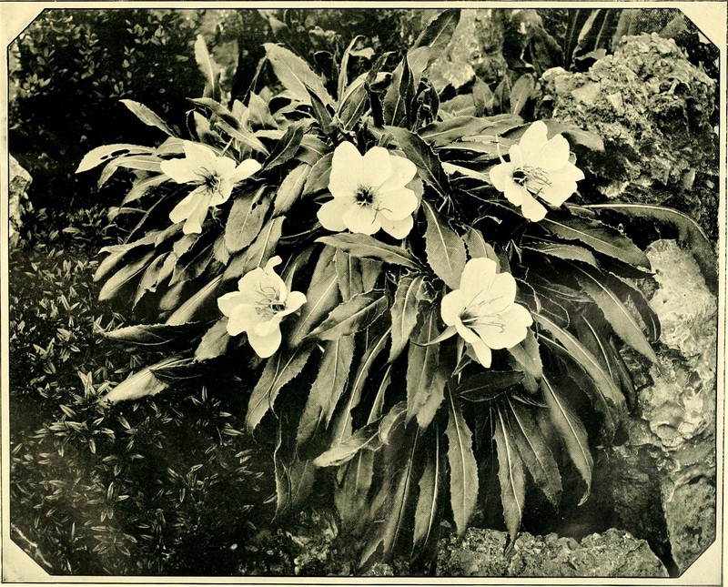 Showy Evening Primrose photo 3