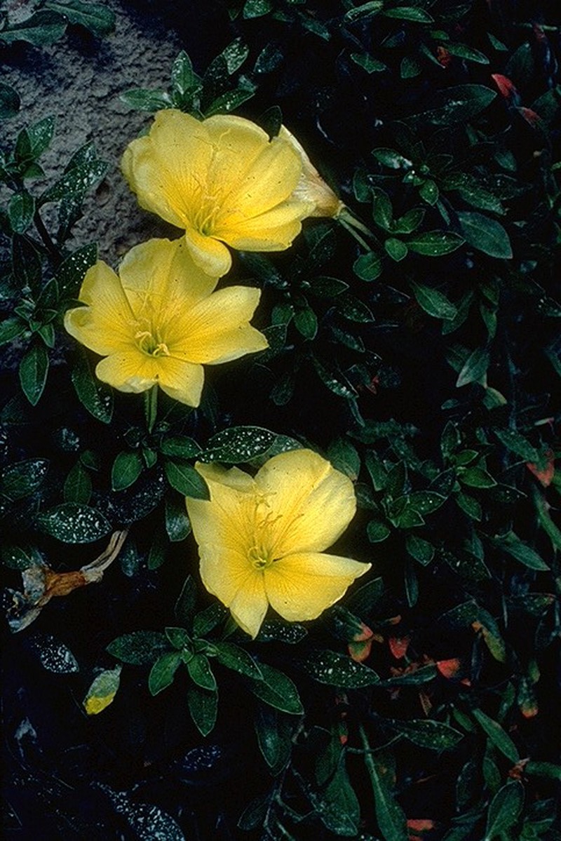 Showy Evening Primrose photo 4