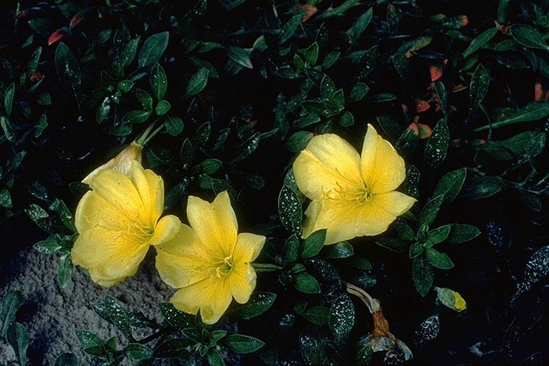 Showy Evening Primrose