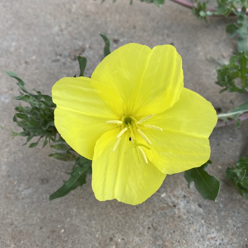 Showy Evening Primrose
