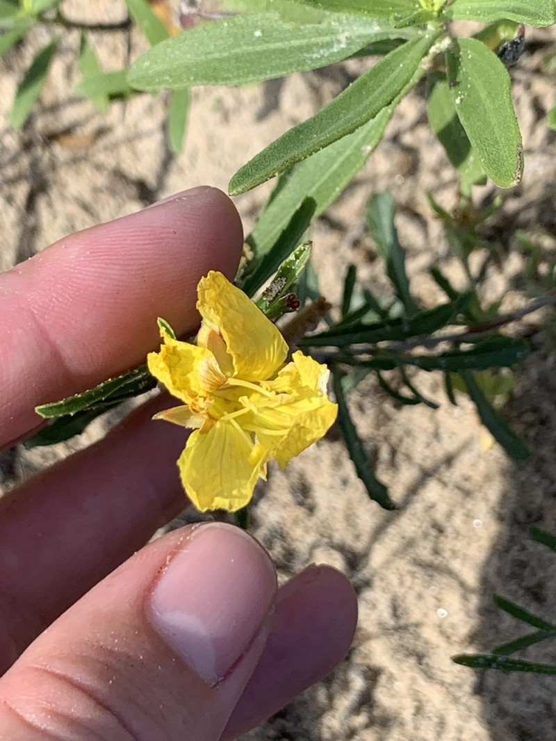 Showy Evening Primrose photo 2