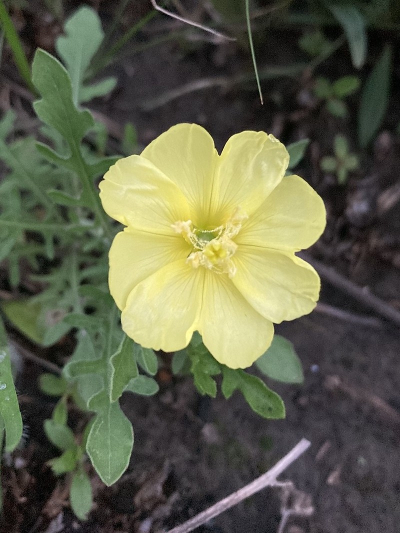 Showy Evening Primrose photo 3