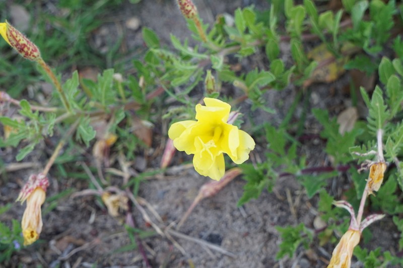 Showy Evening Primrose photo 4