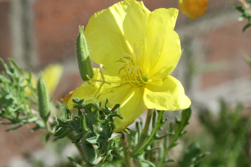 Showy Evening Primrose photo 5