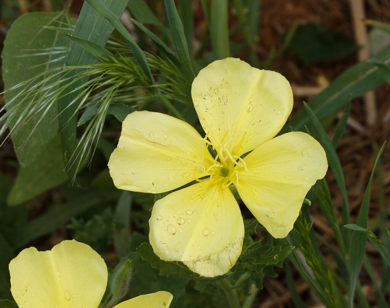 Showy Evening Primrose photo 6