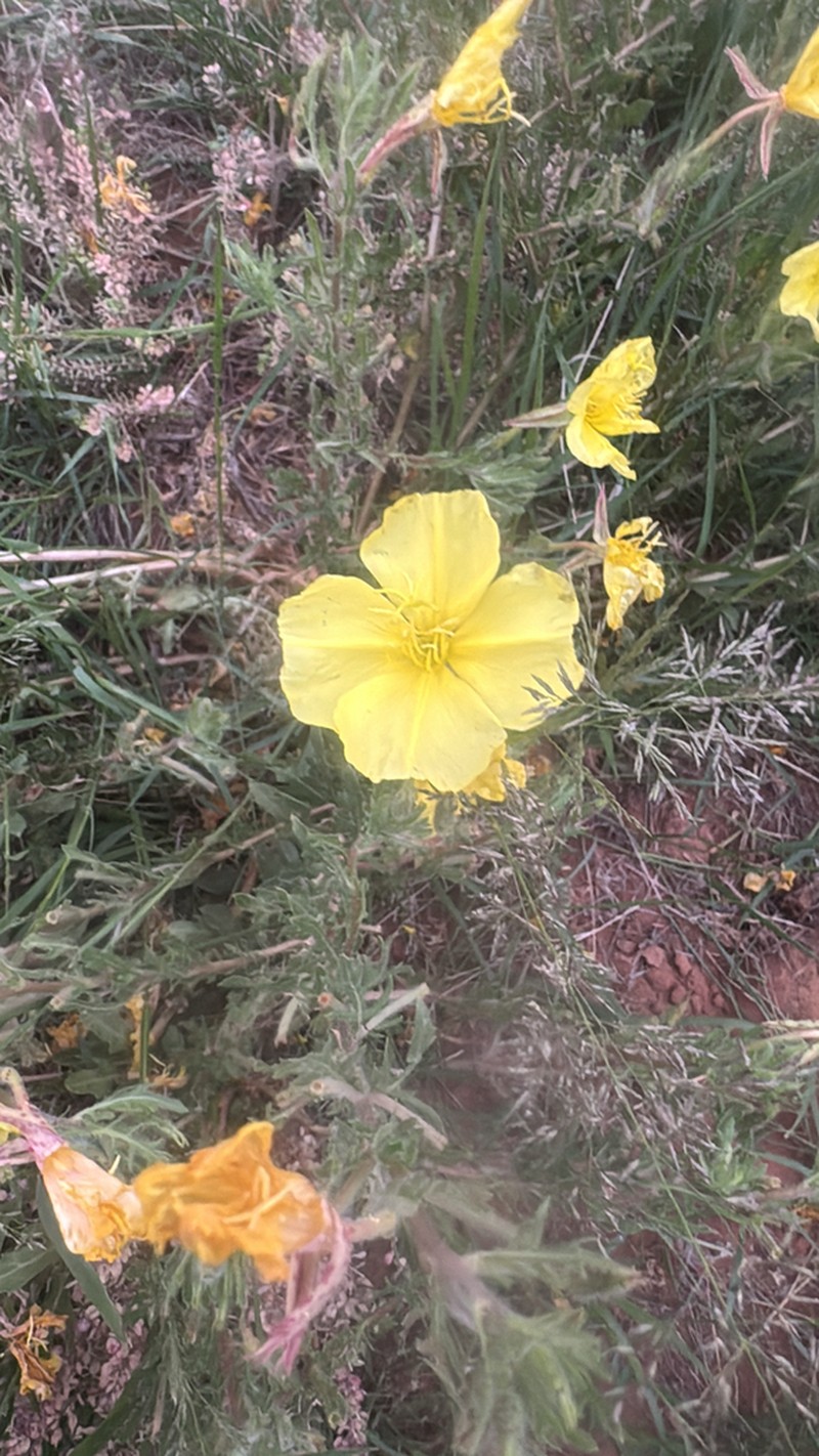 Showy Evening Primrose photo 7
