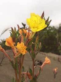 Oenothera grisea
