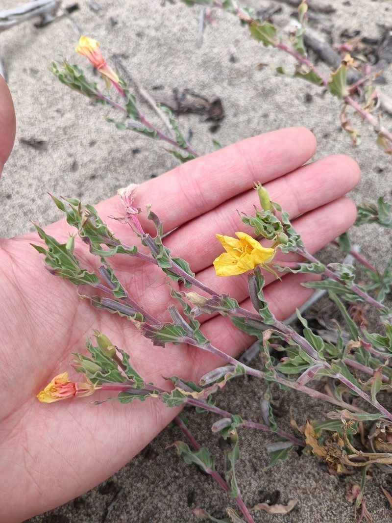 Oenothera grisea photo 2