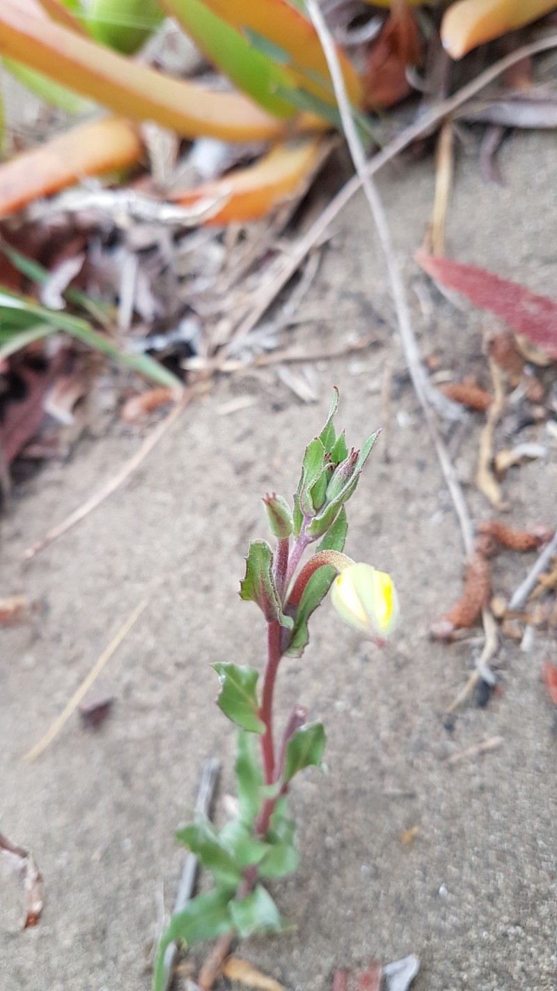 Oenothera grisea photo 4