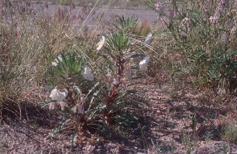 Colorado Springs Evening Primrose