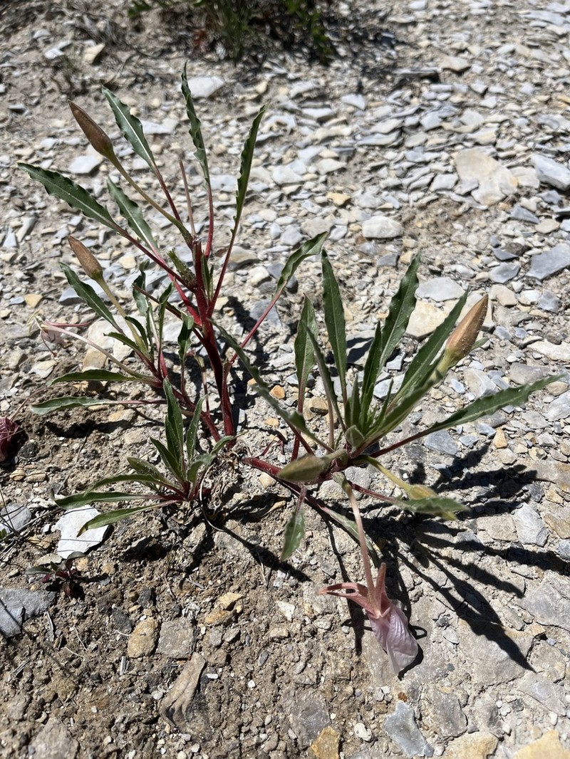 Colorado Springs Evening Primrose photo 2
