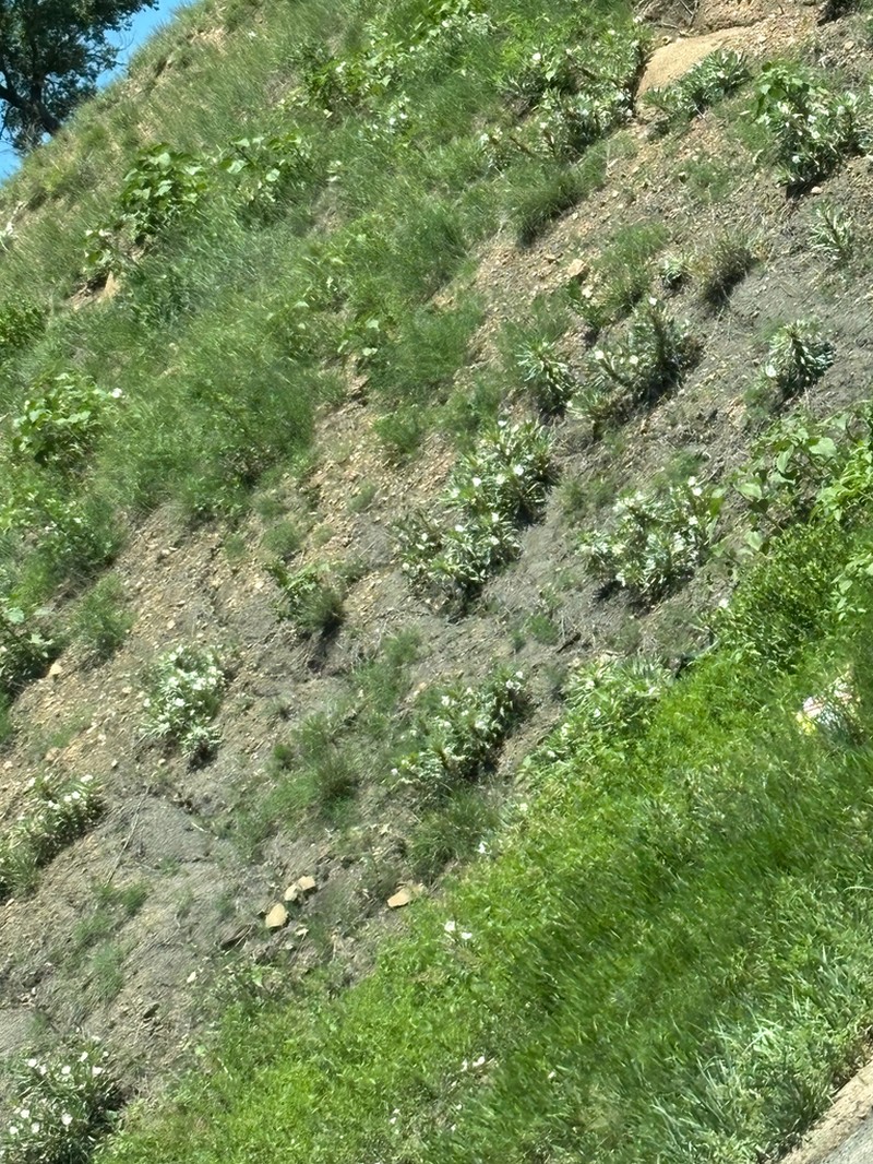 Colorado Springs Evening Primrose photo 3