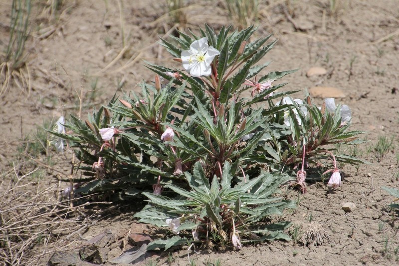 Colorado Springs Evening Primrose photo 4