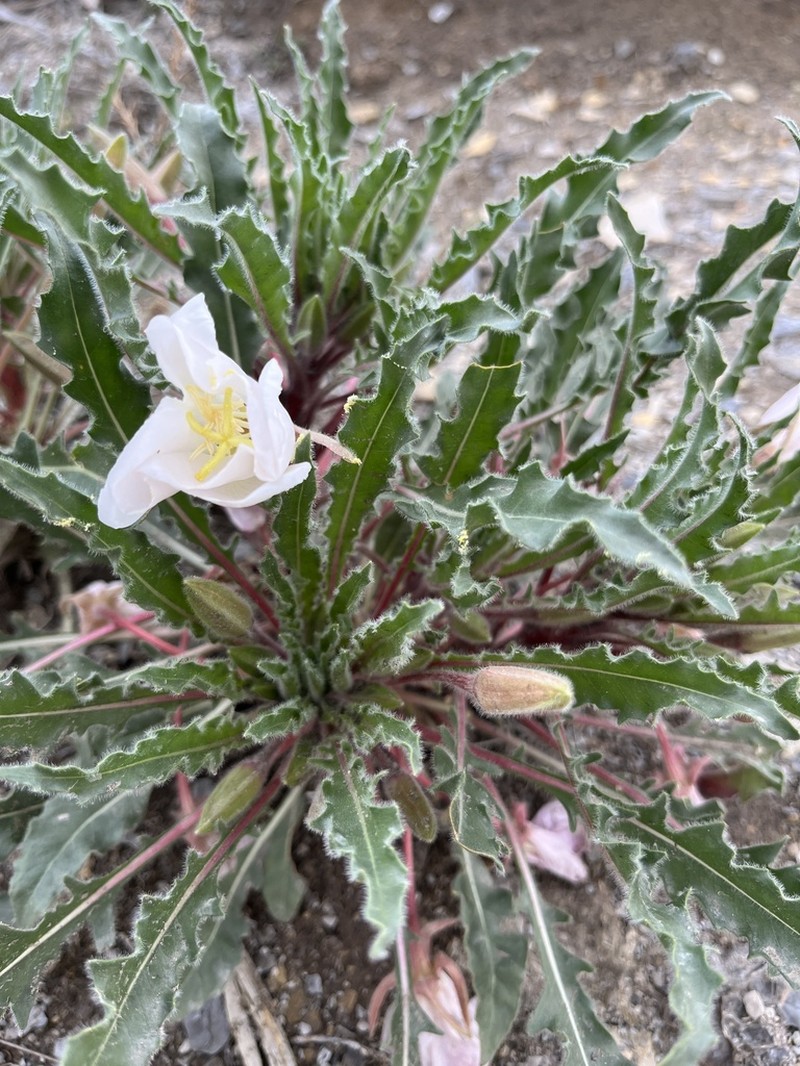 Colorado Springs Evening Primrose photo 5