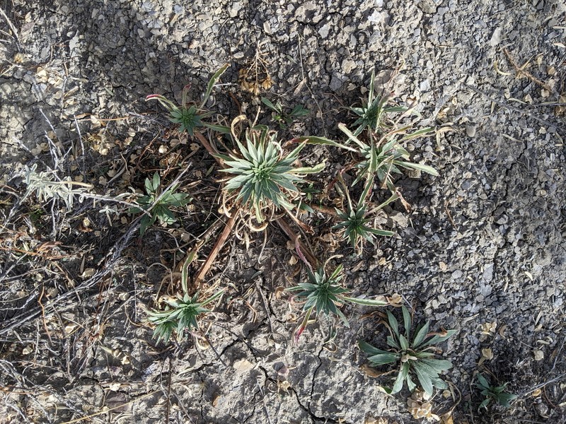 Colorado Springs Evening Primrose photo 6