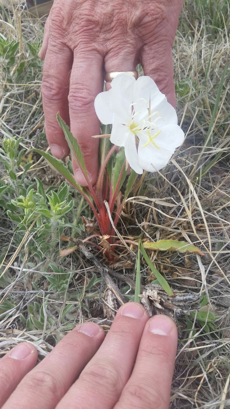 Colorado Springs Evening Primrose photo 7
