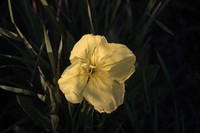 Hartweg's Sundrops