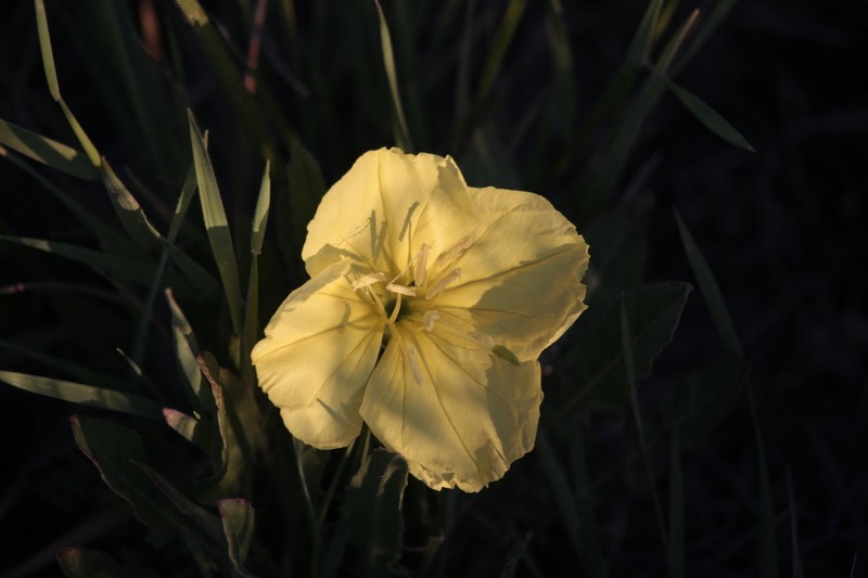 Hartweg's Sundrops