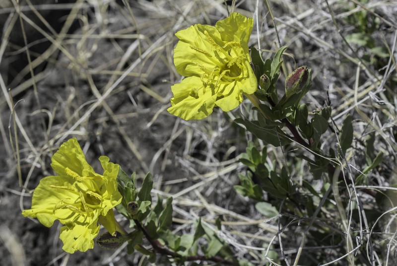 Hartweg's Sundrops photo 2