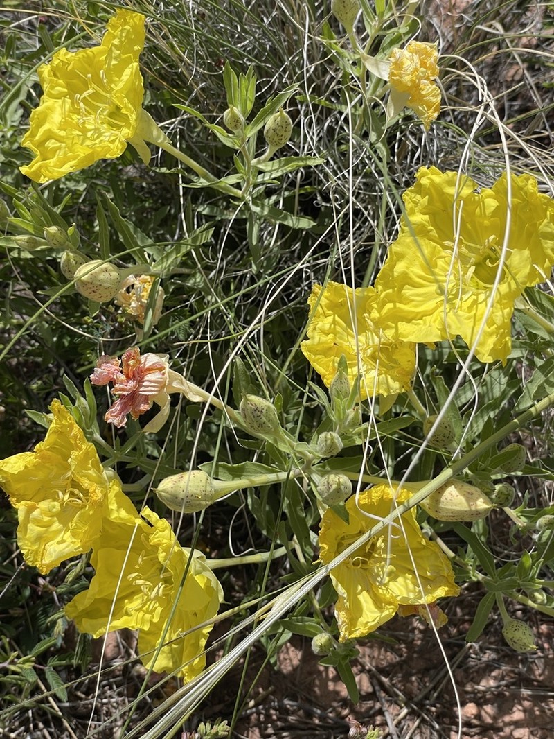 Hartweg's Sundrops photo 3