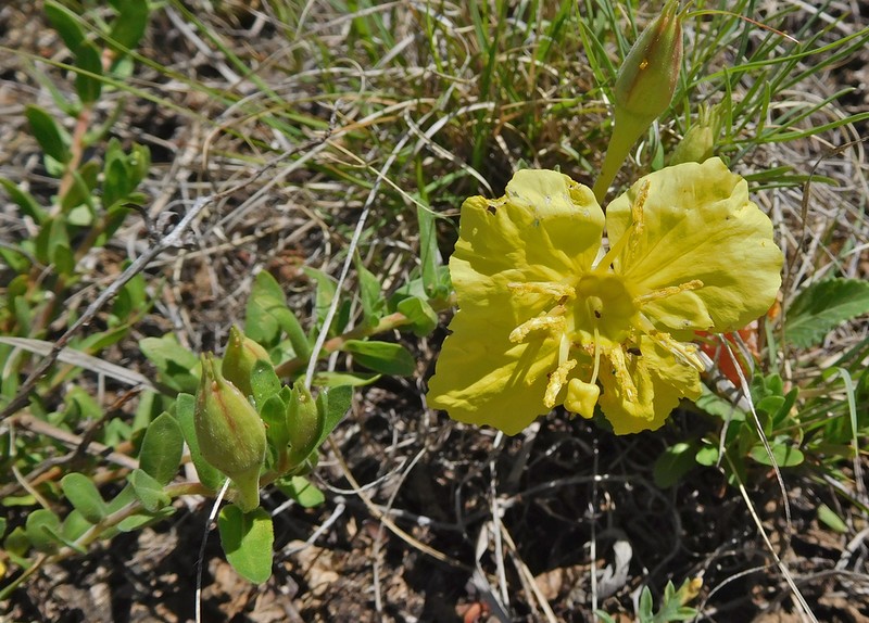 Hartweg's Sundrops photo 4
