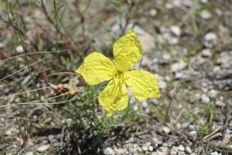 Hartweg's Sundrops photo 5