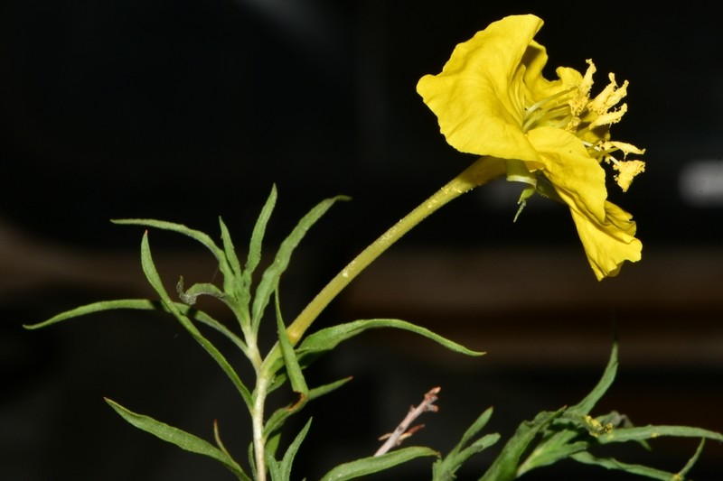 Hartweg's Sundrops photo 6