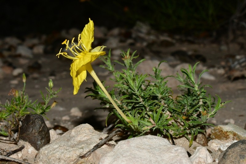 Hartweg's Sundrops photo 7
