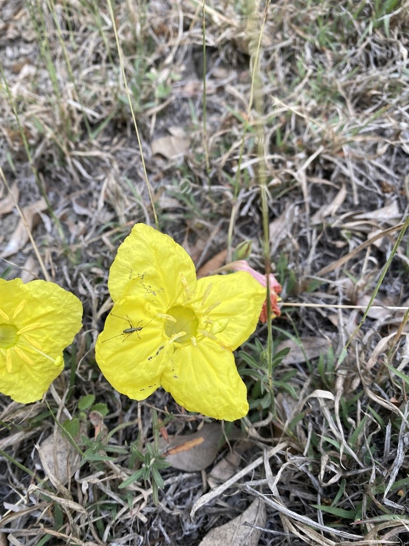 Hartweg's Sundrops photo 8