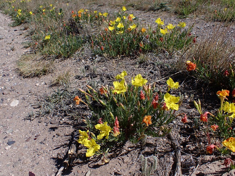 Oenothera hartwegii subsp. fendleri