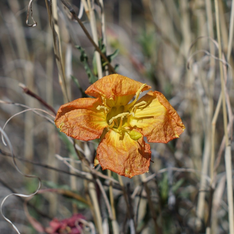 Oenothera hartwegii subsp. fendleri photo 2