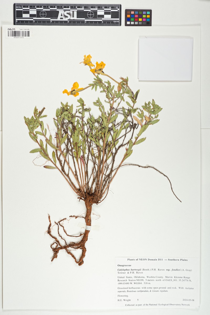 Oenothera hartwegii subsp. fendleri photo 3