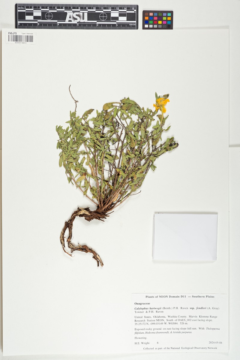 Oenothera hartwegii subsp. fendleri photo 4