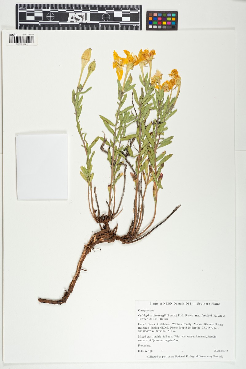 Oenothera hartwegii subsp. fendleri photo 5