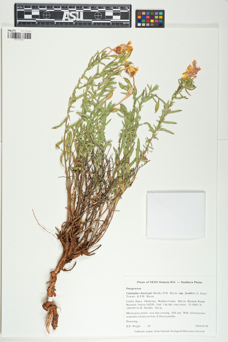 Oenothera hartwegii subsp. fendleri photo 6