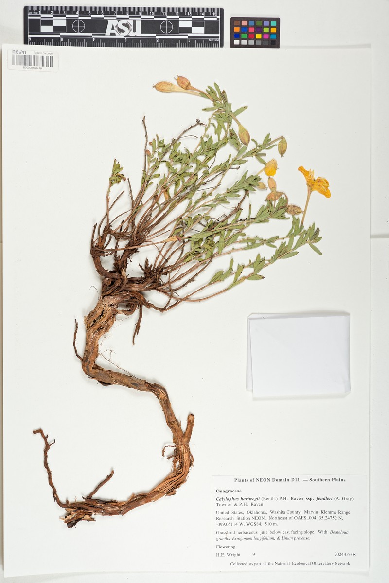 Oenothera hartwegii subsp. fendleri photo 7