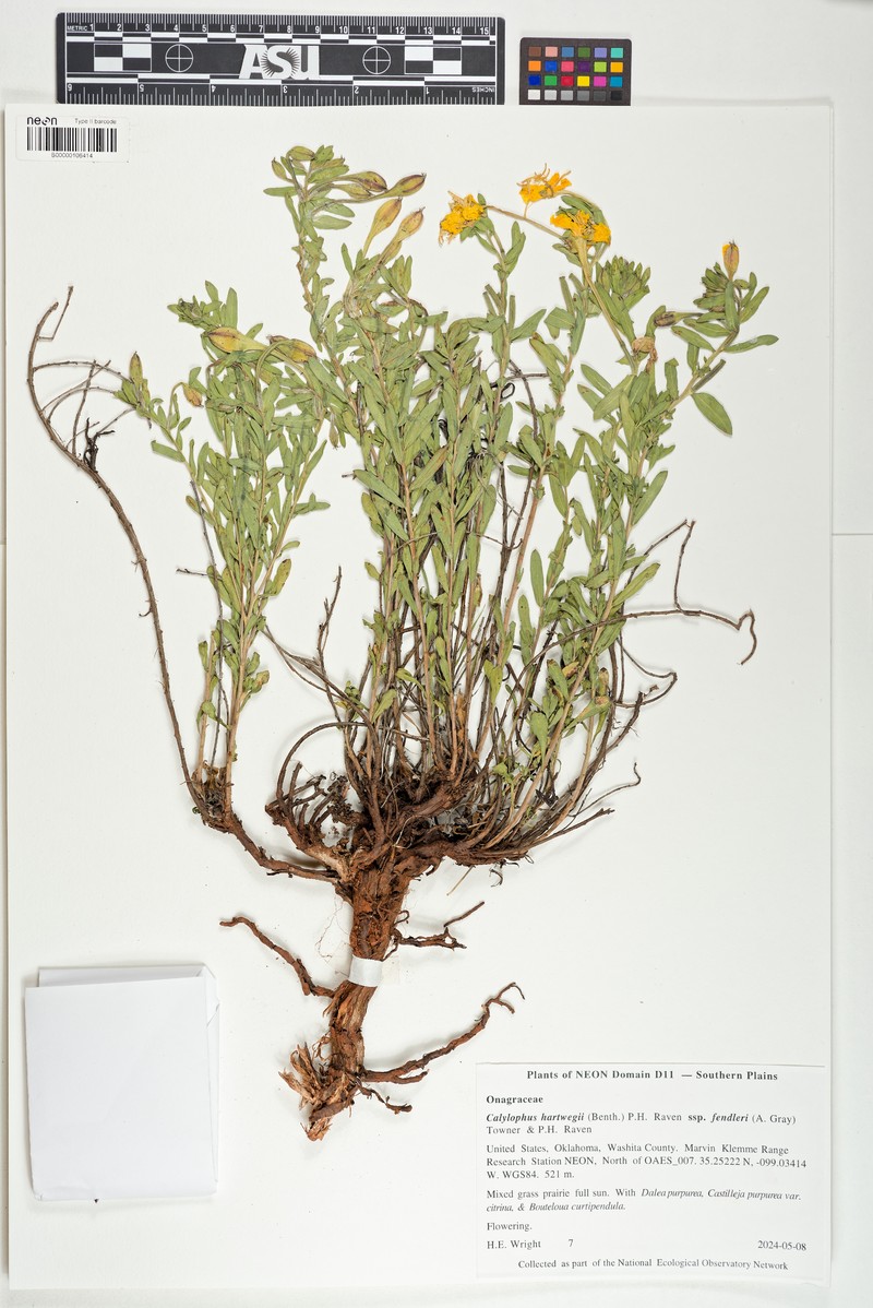 Oenothera hartwegii subsp. fendleri photo 8