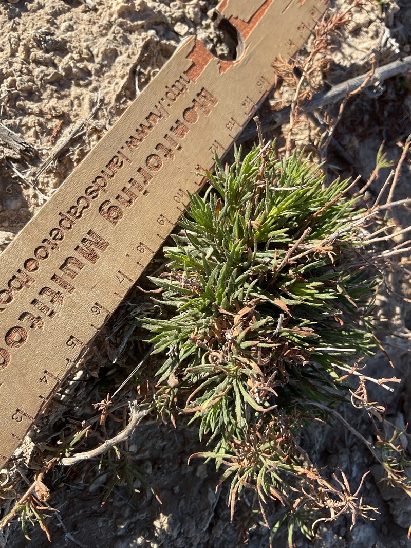 Oenothera hartwegii subsp. filifolia