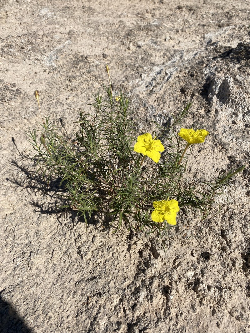 Oenothera hartwegii subsp. filifolia photo 2