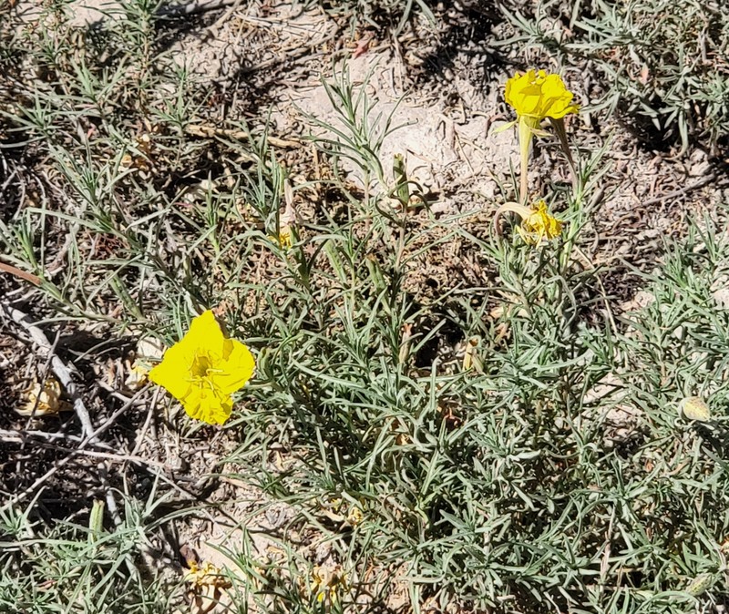 Oenothera hartwegii subsp. filifolia photo 3
