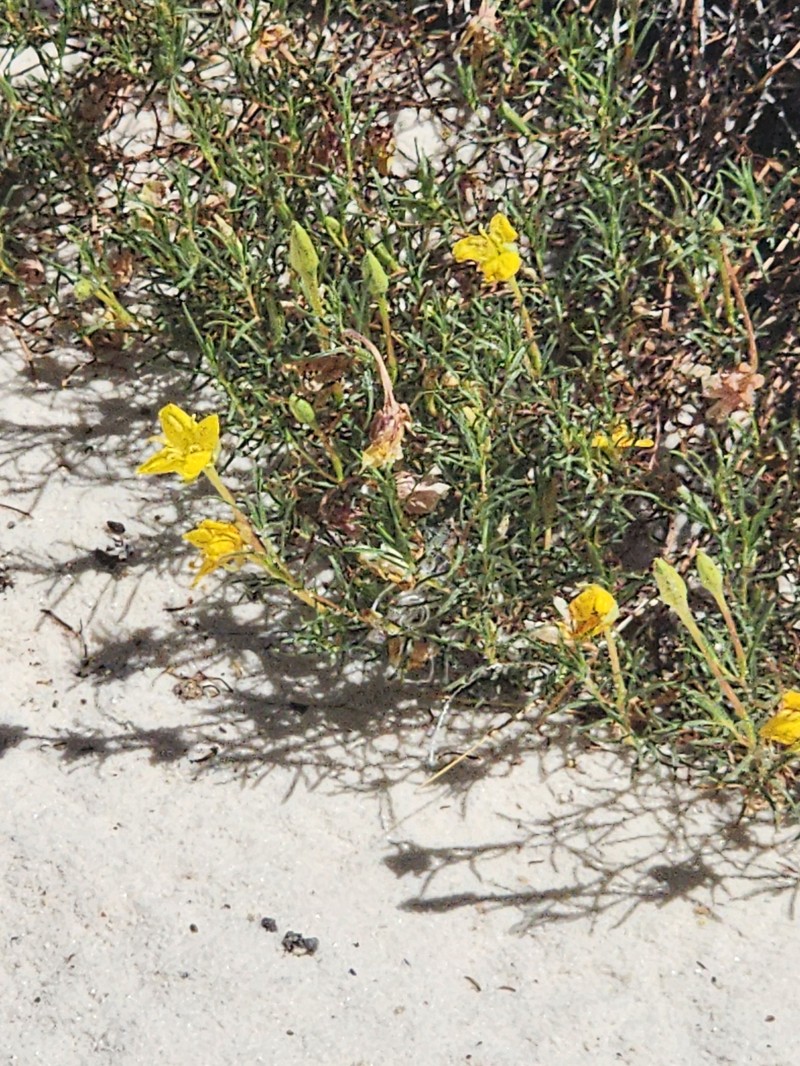 Oenothera hartwegii subsp. filifolia photo 4