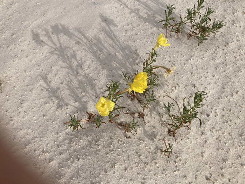 Oenothera hartwegii subsp. filifolia photo 5