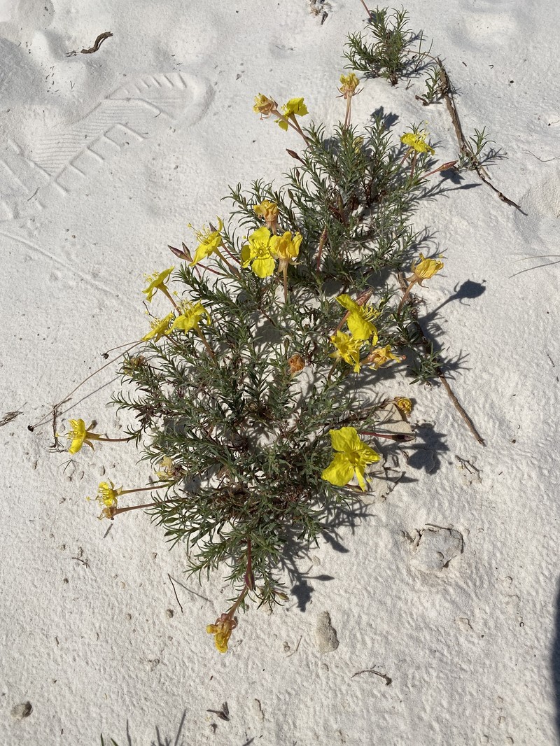Oenothera hartwegii subsp. filifolia photo 6