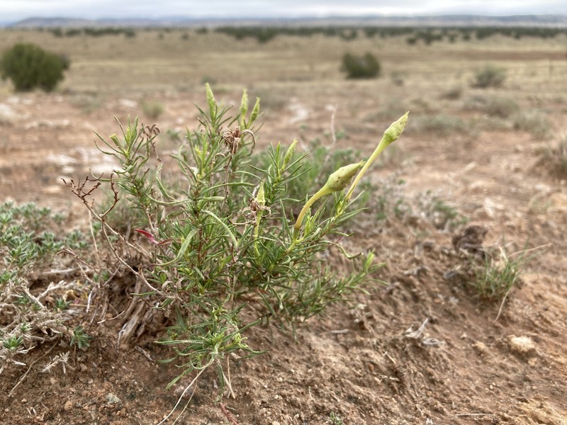 Oenothera hartwegii subsp. filifolia photo 7